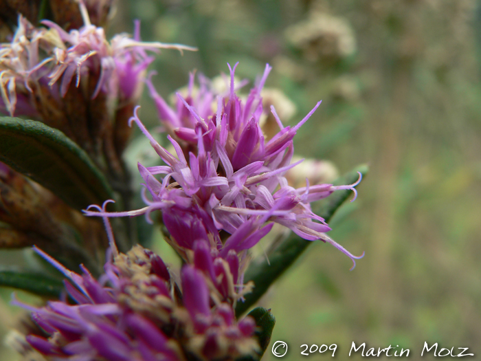 Vernonia nitidula