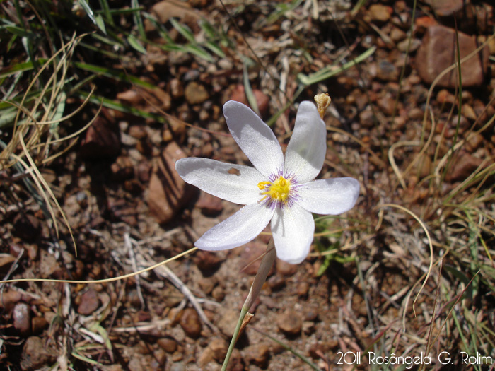 Calydorea alba