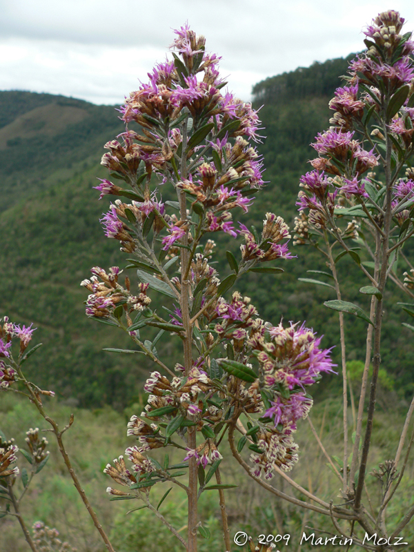 Vernonia nitidula