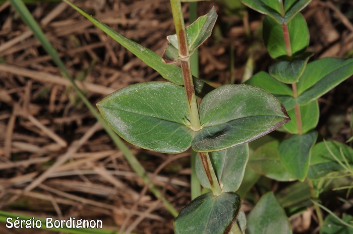 Hypericum teretiusculum