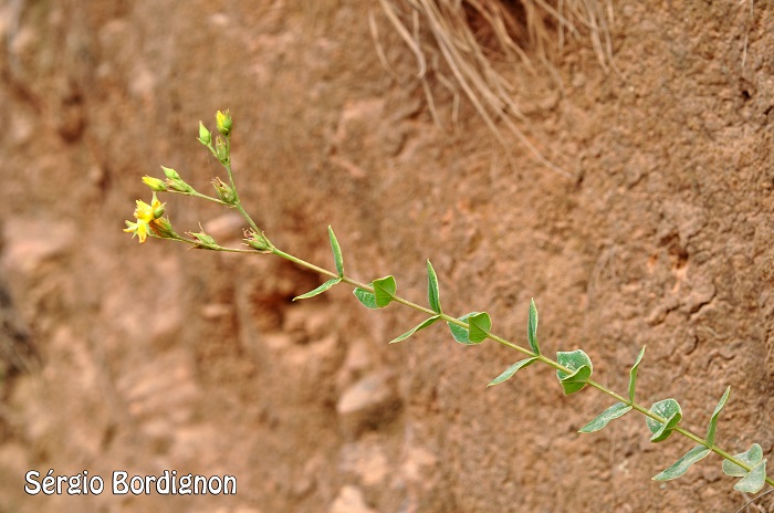 Hypericum teretiusculum