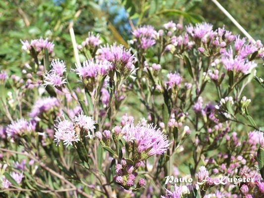 Vernonia nitidula