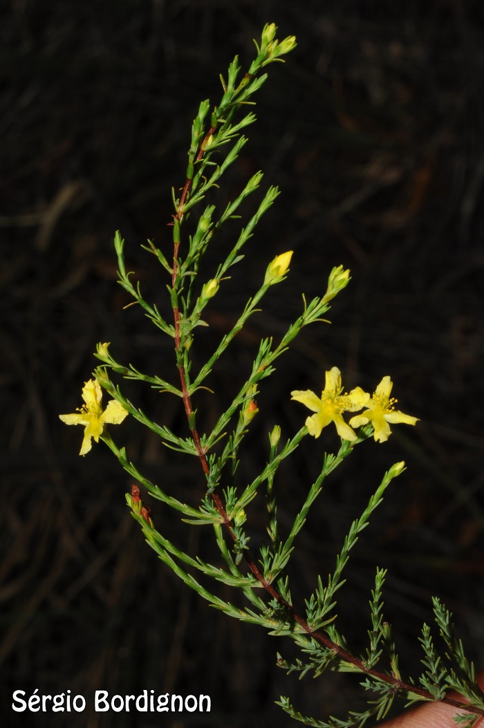 Hypericum pedersenii