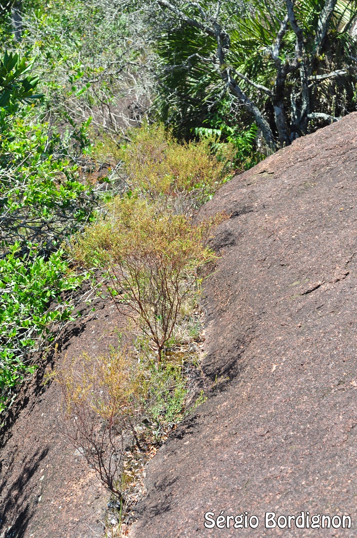 Hypericum pedersenii