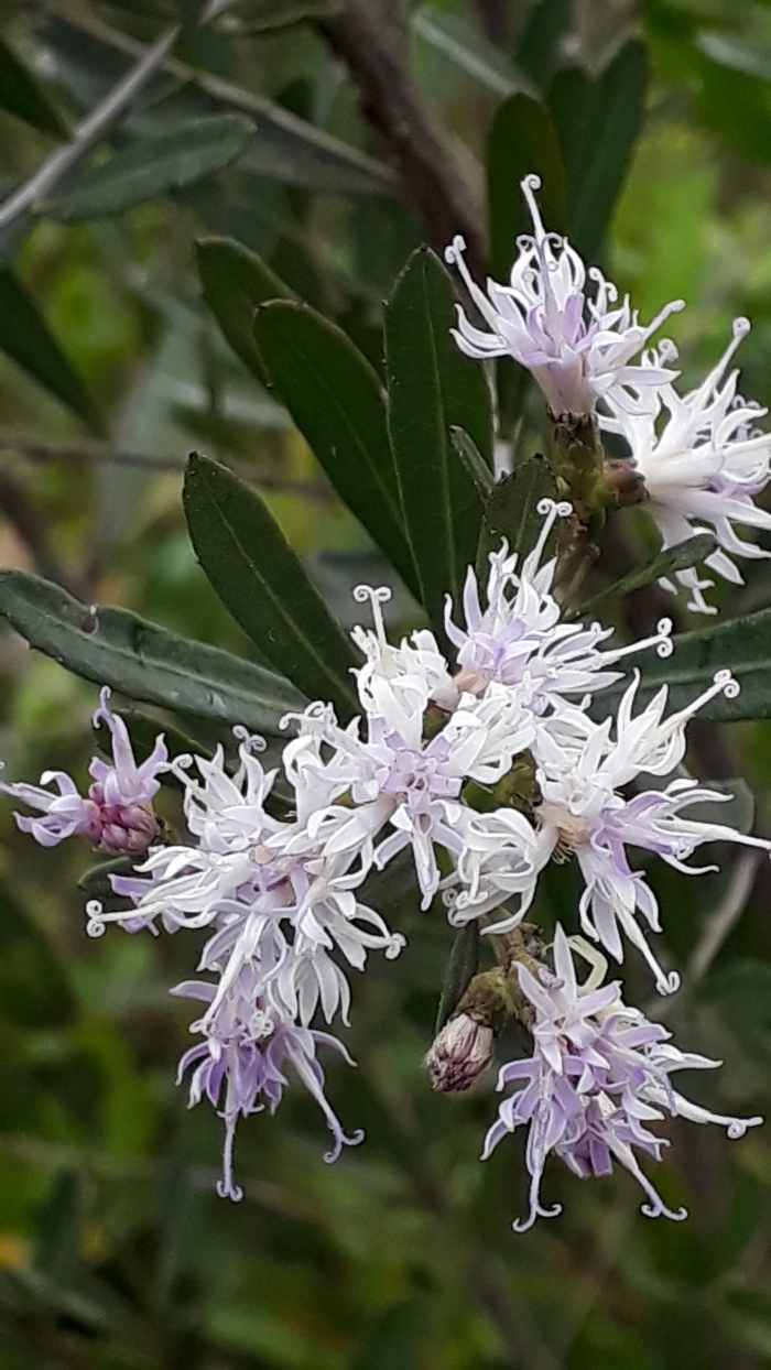 Vernonia nitidula