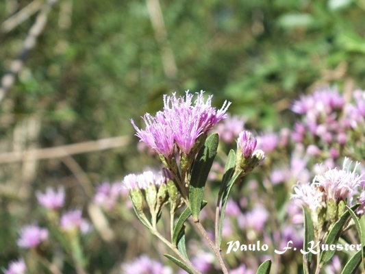 Vernonia nitidula