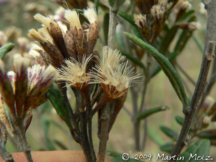 Vernonia nitidula