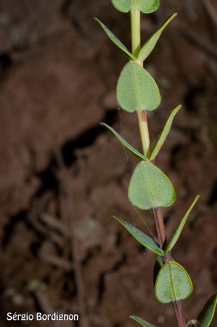 Hypericum cordatum