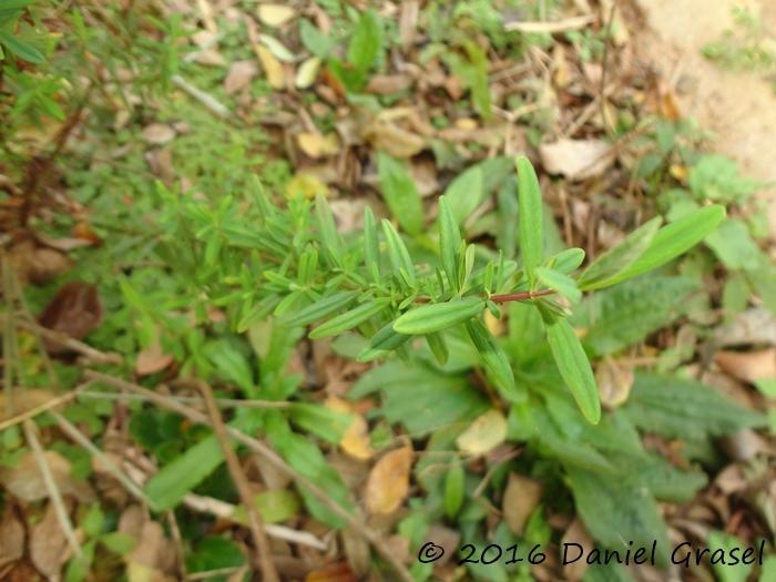 Hypericum brasiliense