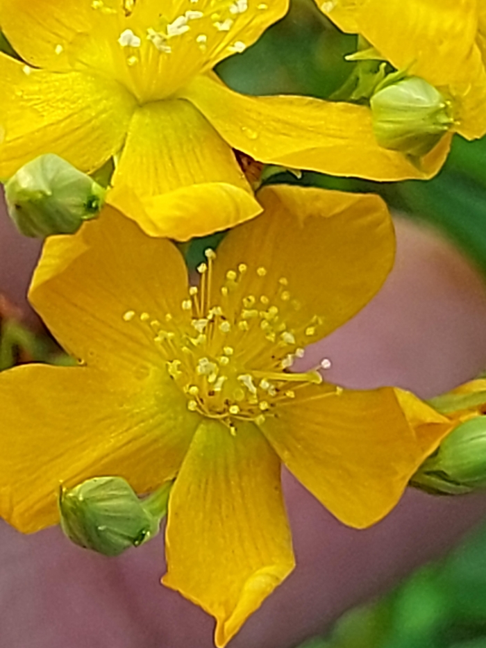 Hypericum brasiliense