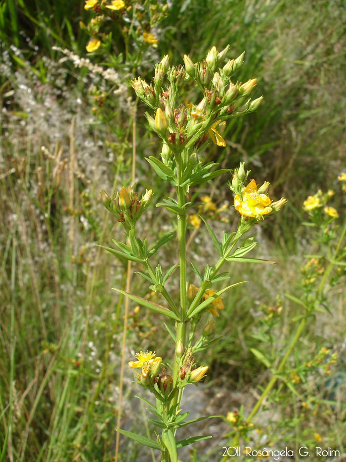 Hypericum brasiliense