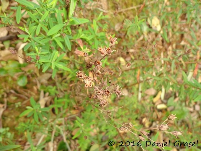 Hypericum brasiliense