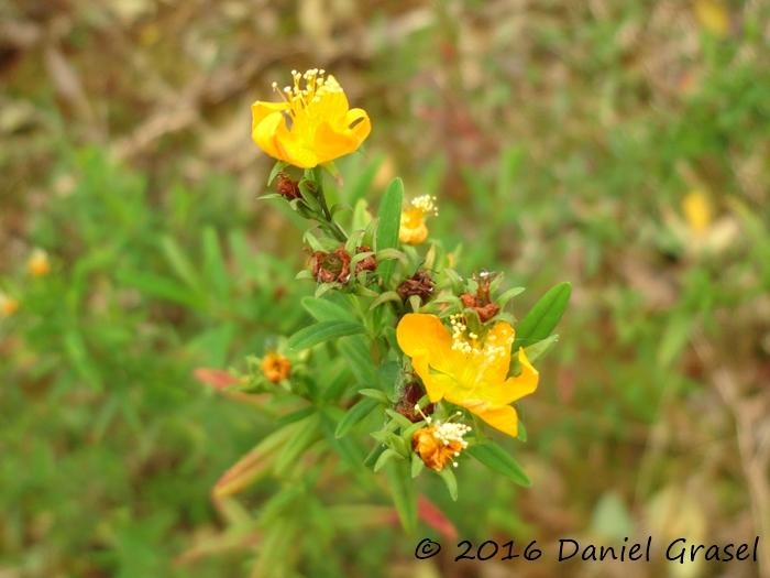 Hypericum brasiliense