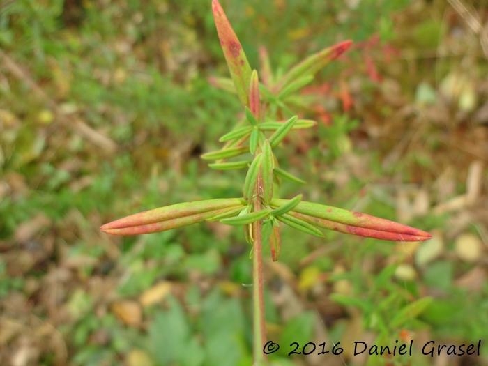 Hypericum brasiliense