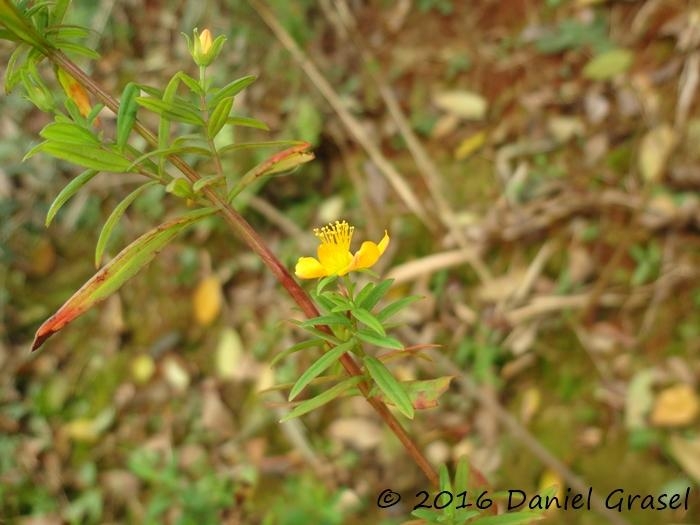 Hypericum brasiliense