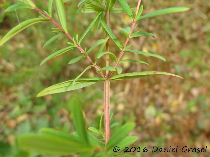 Hypericum brasiliense