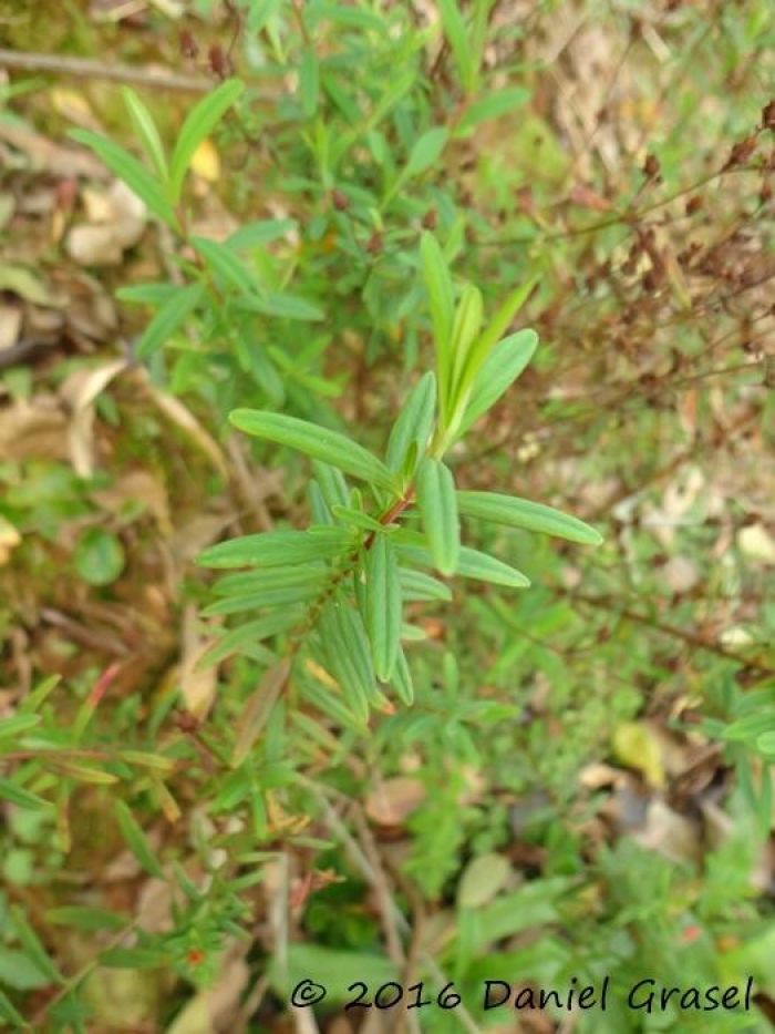 Hypericum brasiliense