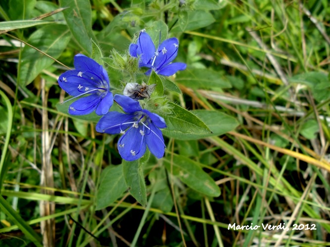 Hydrolea spinosa