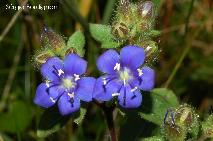 Hydrolea spinosa