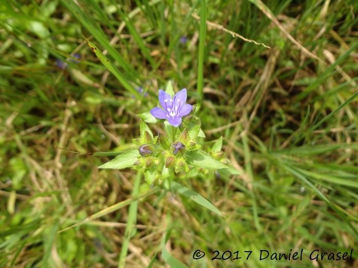 Hydrolea spinosa