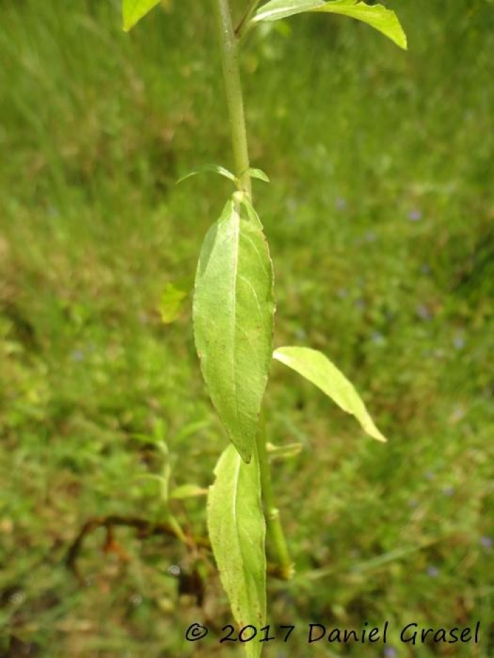 Hydrolea spinosa