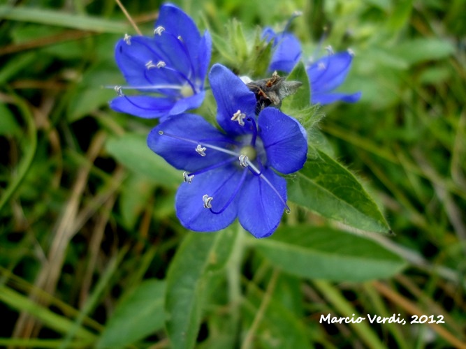 Hydrolea spinosa