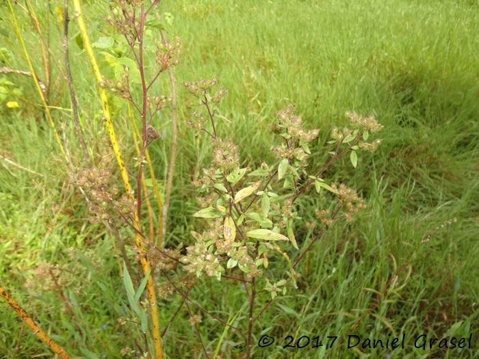 Hydrolea spinosa