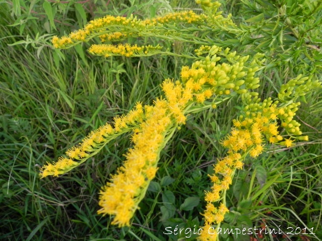 Solidago chilensis