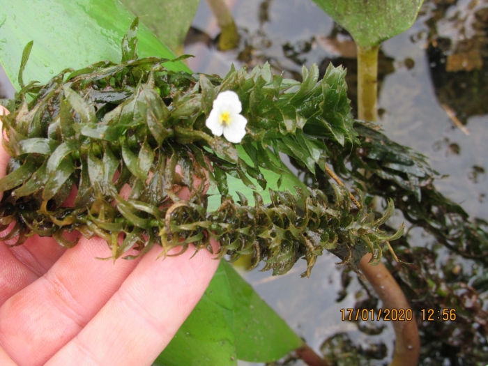 Egeria densa