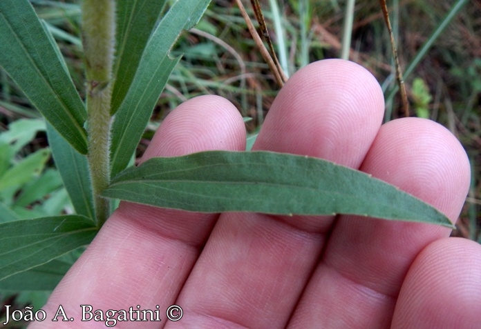 Solidago chilensis