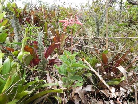 Sinningia polyantha