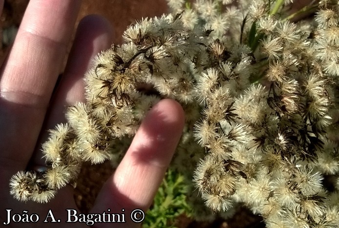 Solidago chilensis