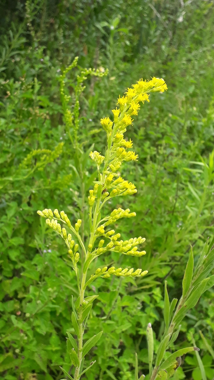 Solidago chilensis