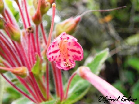 Sinningia polyantha