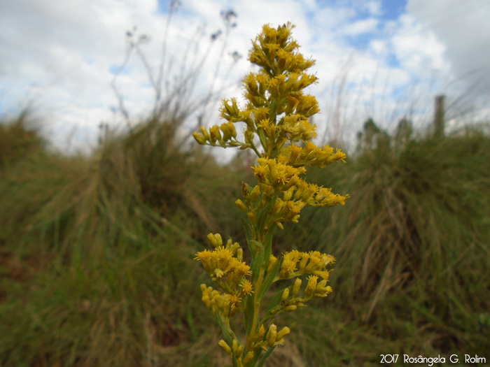 Solidago chilensis