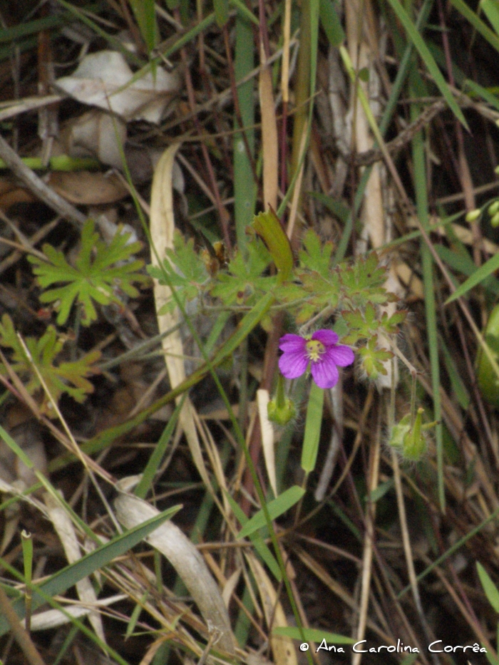 Geranium arachnoideum