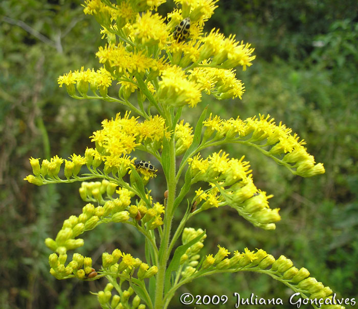 Solidago chilensis