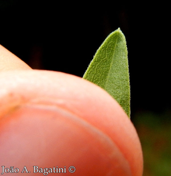 Solidago chilensis