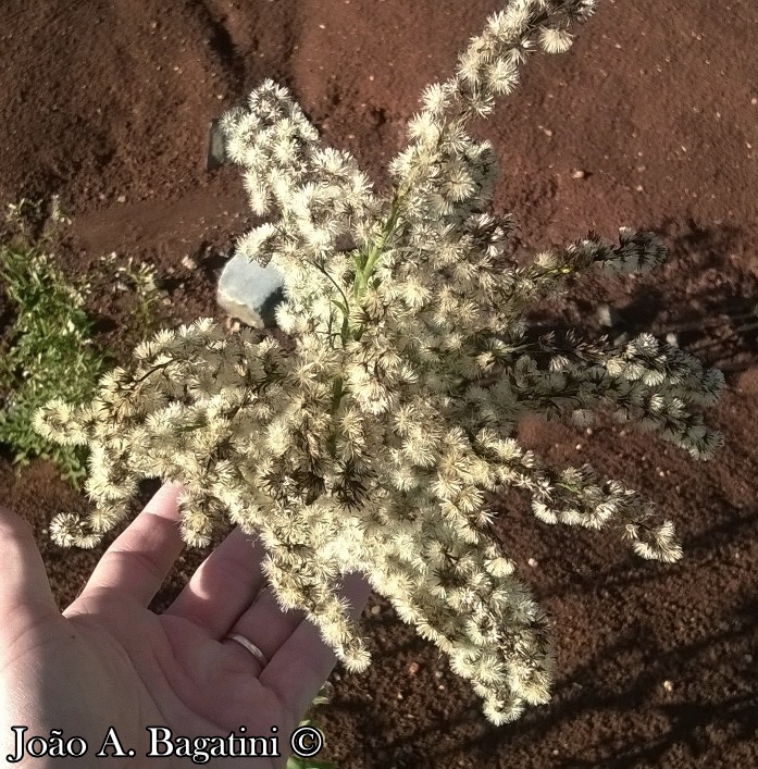 Solidago chilensis