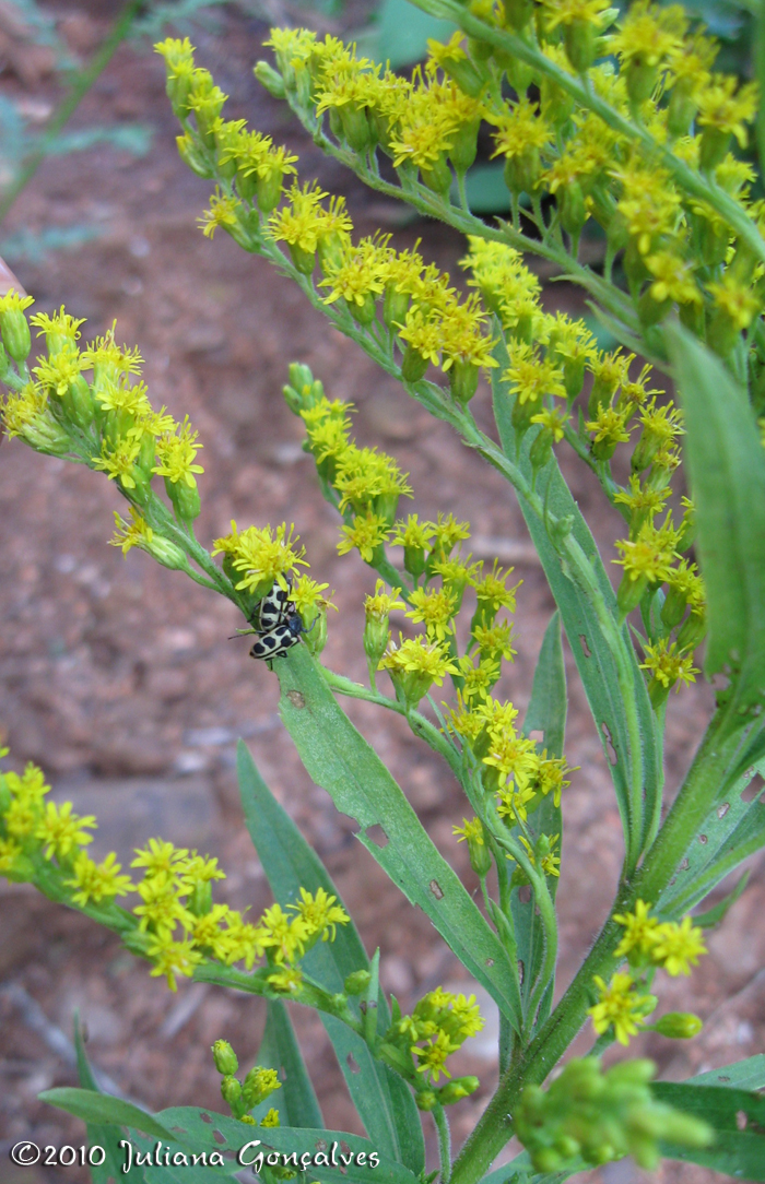 Solidago chilensis