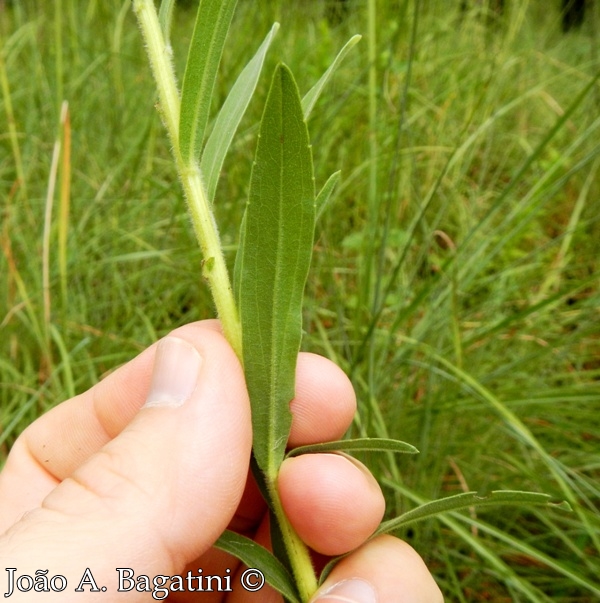 Solidago chilensis