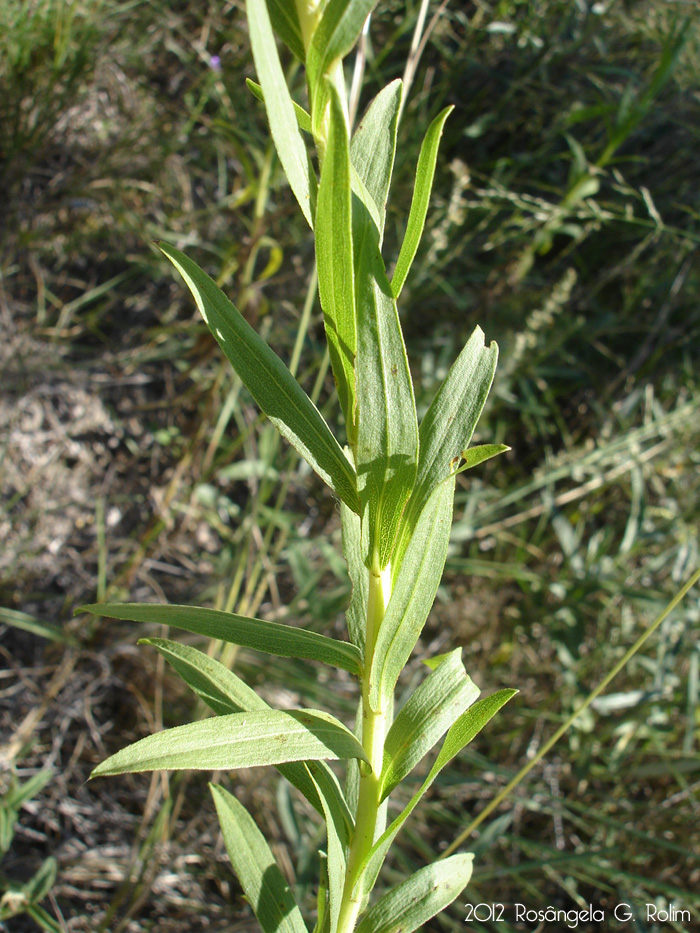 Solidago chilensis