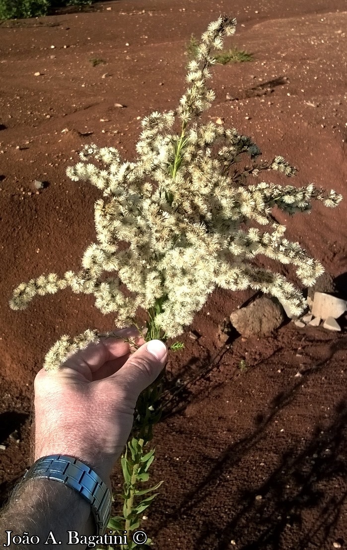 Solidago chilensis