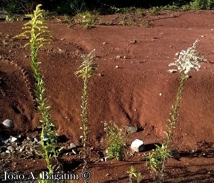 Solidago chilensis