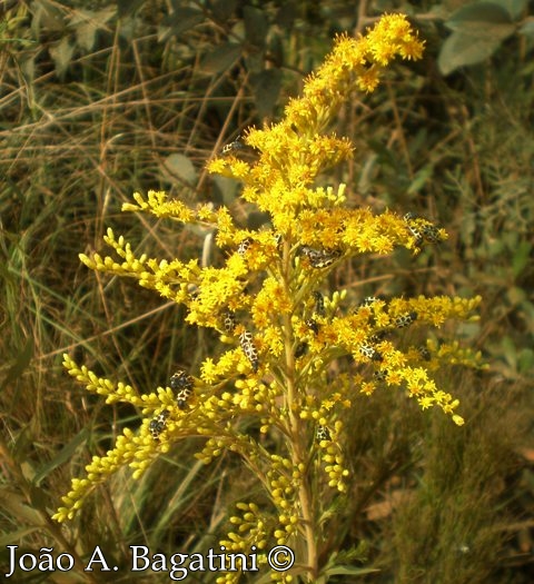 Solidago chilensis