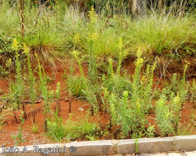 Solidago chilensis