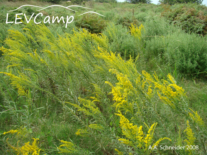 Solidago chilensis