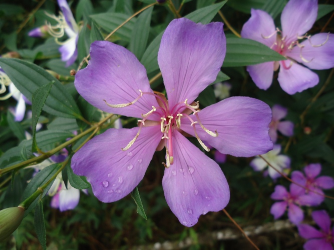 Tibouchina mutabilis