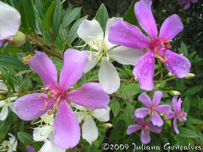 Tibouchina sellowiana