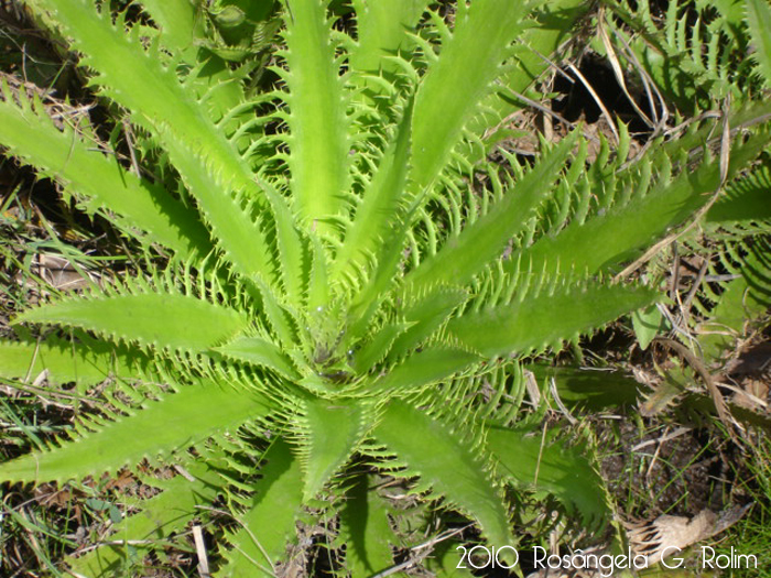 Eryngium floribundum